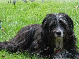Collie cross / beardie collie,