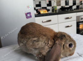 Beautiful Mini lop looking good a home