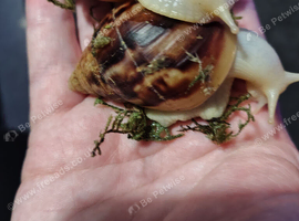 White Jade Lissachatina Fulica (Giant African Land Snails)