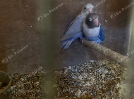 Pair of love birds