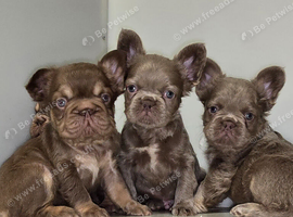 KC Fluffy French Bulldog Puppies