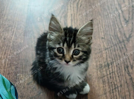 Tabby 8 weeks female black kitten