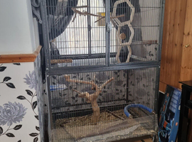 Large parrot cage