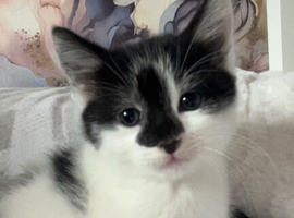 Long hair fluffy  kittens