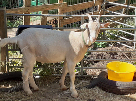 Toggenburg Whether Male Goat - Very Friendly