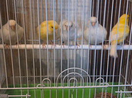 Canaries