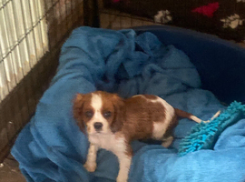 Cavalier King Charles puppies available