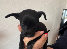 Chihuahua cross puppies for sale
