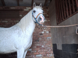 **ELSA** Manorfield's Silver Lady, FleaBitten Grey
