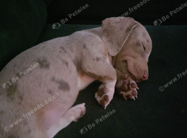 Puppy