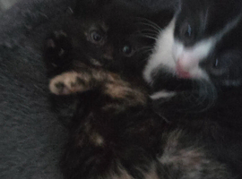 Lovely  2 girl kittens
