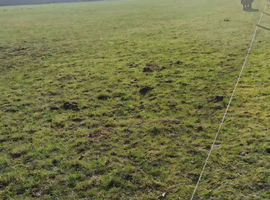 Grazing field wanted ng10