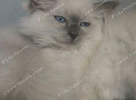 Male ragdoll kitten