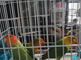 Love birds x2