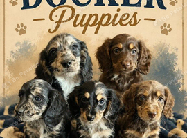 Working Cocker x Longhair Dachshund Puppies