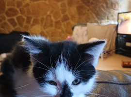 8 week old kittens