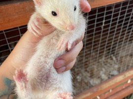 Semi angora Jill kit