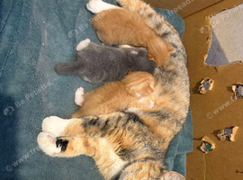 Kittens