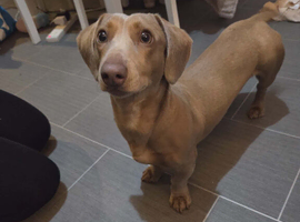 Minature dachound