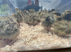 Jumbo quail chicks for sale