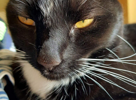 Missing black and white cat in Shepshed
