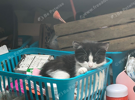 Girl kitten