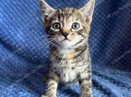 Mainecoon x