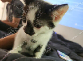 Kitten
