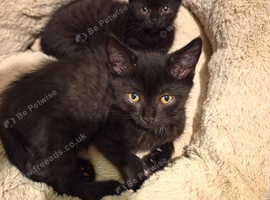 British shorthair x Domestic shorthair