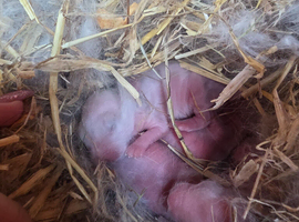 6 Baby Lion lops message me for more info