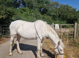 WANTED - GRAZING LAND/FIELD FOR 2 HORSES