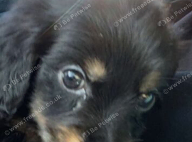 Dachshund x retriever