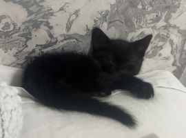 8 week old kitten