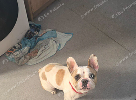 Female frenchie