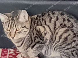 Kitten
