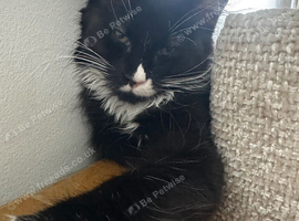 Beautiful Maine coon