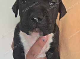 American Bulldog old tipe