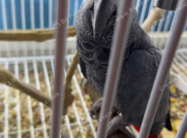 Congo African grey Glasgow