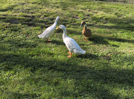 3 ducks