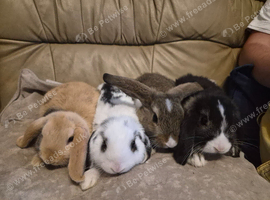 4 Cute Baby Mini Lop Rabbits