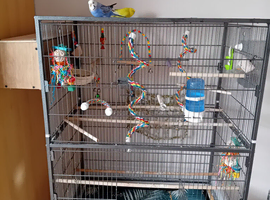 Two semi tame budgies cage and accessories