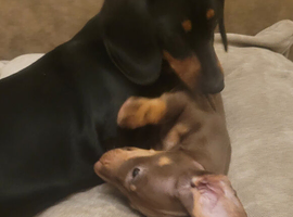 Last of the litter, miniature dachshund chocolate daple boy