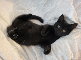 1 Maine Coon X kitten left!