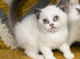 British shorthair