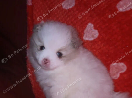 Beautiful Pomeranian pups