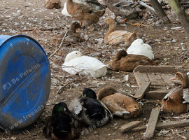 Female ducks