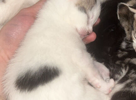 Kitten