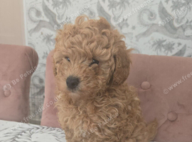 Poochon puppy (male)