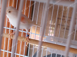 Mosaic hen Canary