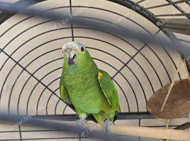 Parrot for sale